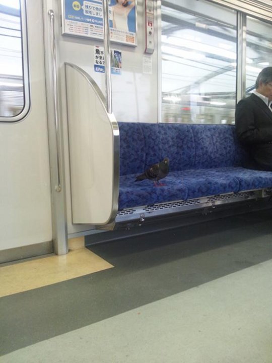 japan train tokyo people crazy passengers