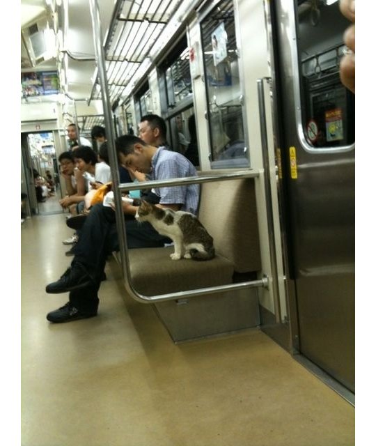 japan train tokyo people crazy passengers