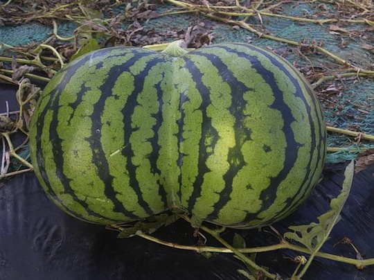 japan watermelon shape butt ass double twin futago suika