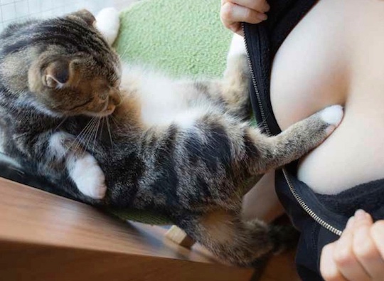 yuki aoyama japanese photographer cats breasts painyan