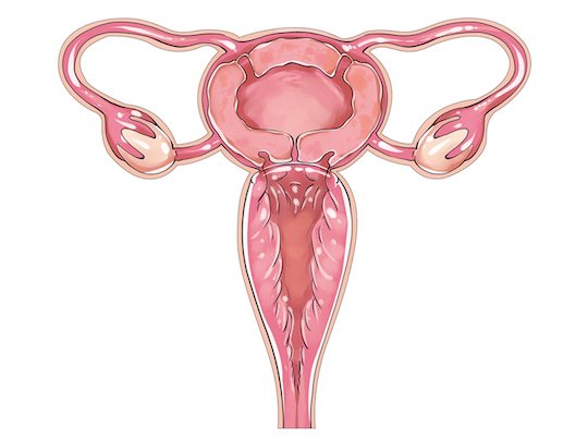 uterus womb body sticker fetish japan