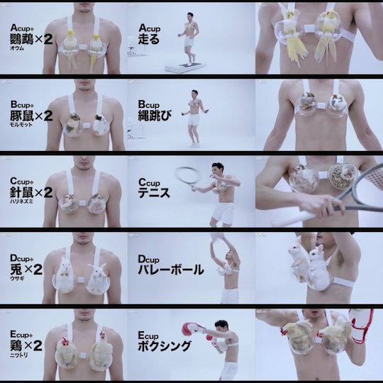 wacoal breasts bust bra japan animal weight experiment bizarre strange